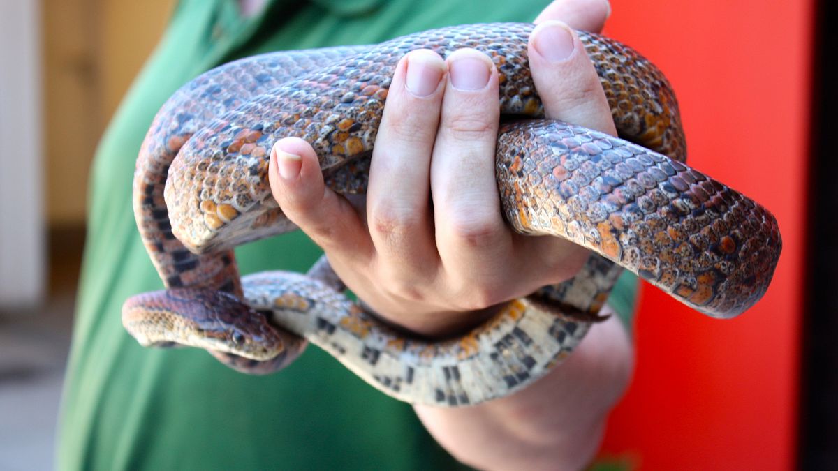 Susuz kalan yılan Avustralyalı kadını klozette ısırdı