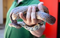 Susuz kalan yılan Avustralyalı kadını klozette ısırdı