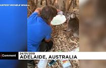 Két órába telt megitatni a kitikkadt, félénk koalát