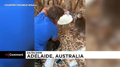 Két órába telt megitatni a kitikkadt, félénk koalát