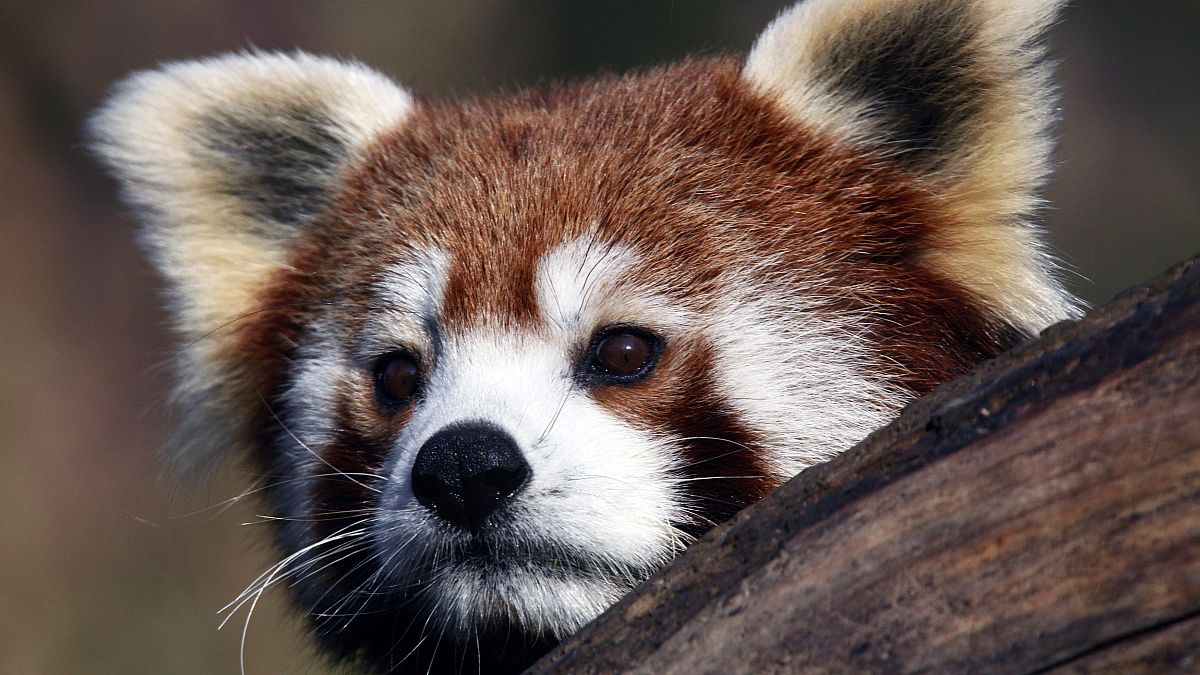 Panda-monium over! Rare Red Panda found and returning to Belfast Zoo 