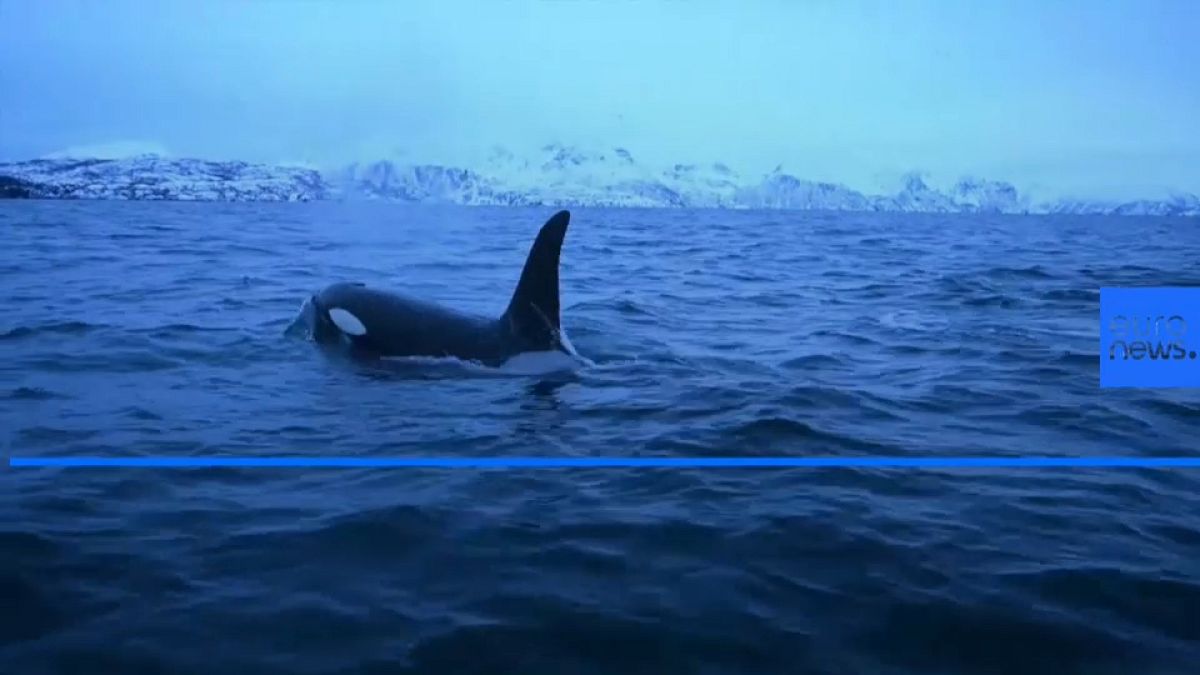 Climate change forces killer whales further north to feed