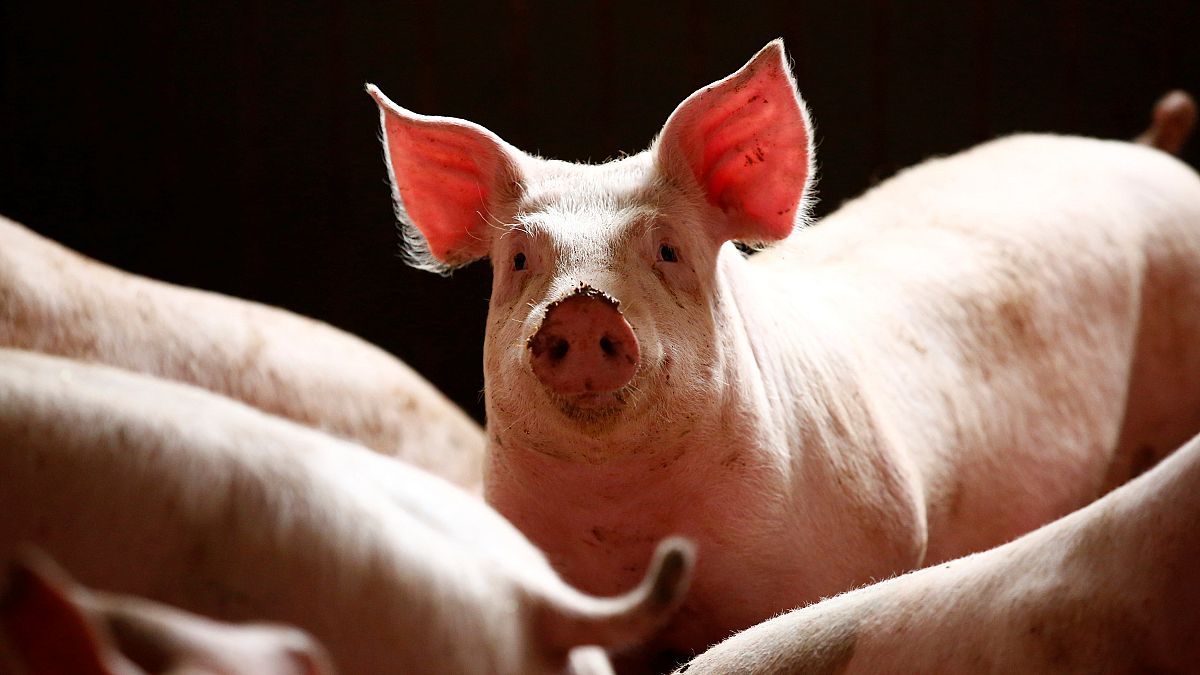 ارتفاع عدد الوفيات بسبب حمى الخنازير في المغرب إلى 11 شخصا