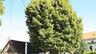 Φλαμουριά 500 ετών διεκδικεί τον τίτλο του «Ευρωπαϊκού Δέντρου 2019»