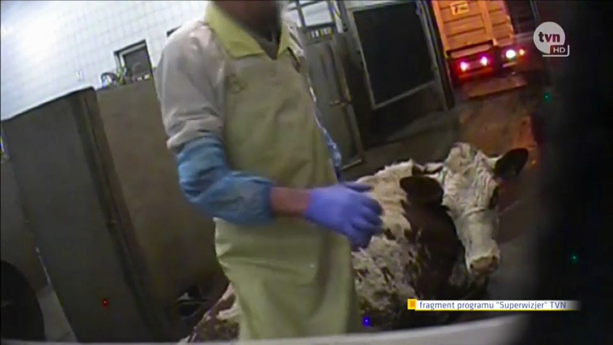 بولندا تدق ناقوس الخطر بعد نشر فيديو لذبح أبقار مريضة للاستهلاك البشري