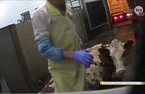В Польше забивают больных коров