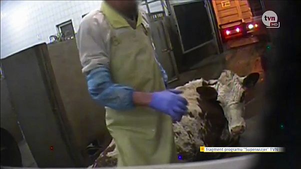 В Польше забивают больных коров В Польше забивают больных коров