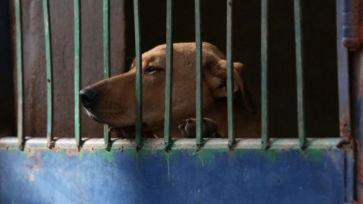 كلاب مصر الضالة: ظاهرة تتفاقم وتهدد الكلاب والسكان على حد سواء