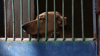 كلاب مصر الضالة: ظاهرة تتفاقم وتهدد الكلاب والسكان على حد سواء