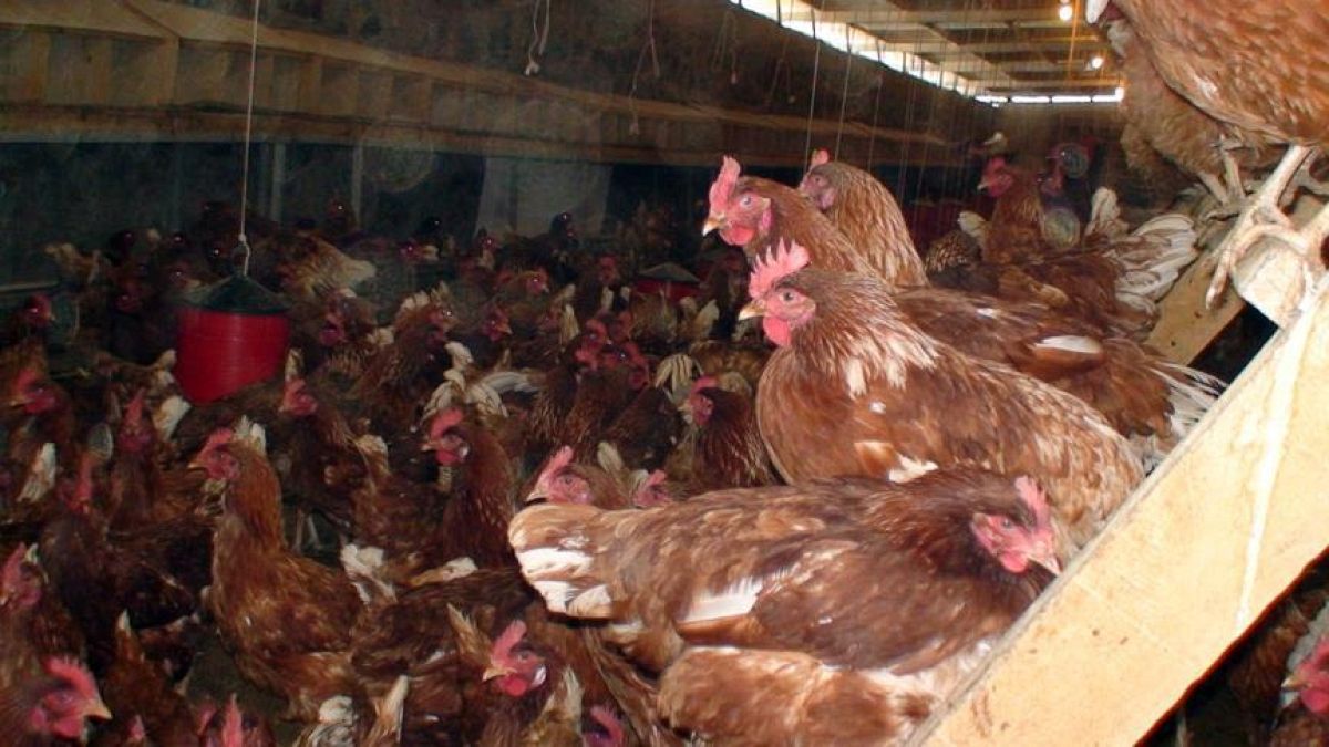 2 milyon kanatlı açlıktan ölmekten kurtuldu: Konkordato ilan eden firmaya yem desteği