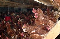 2 milyon kanatlı açlıktan ölmekten kurtuldu: Konkordato ilan eden firmaya yem desteği