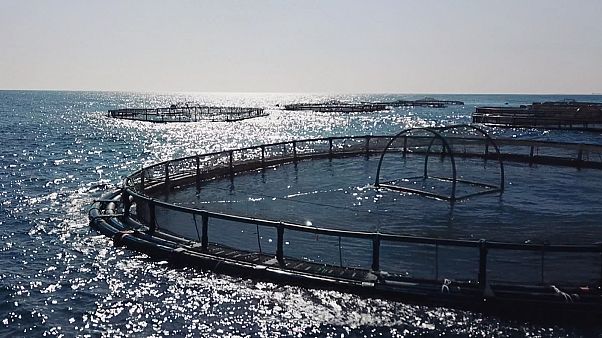 ¿Podría la piscicultura salvar los mares y alimentar a más población mundial?