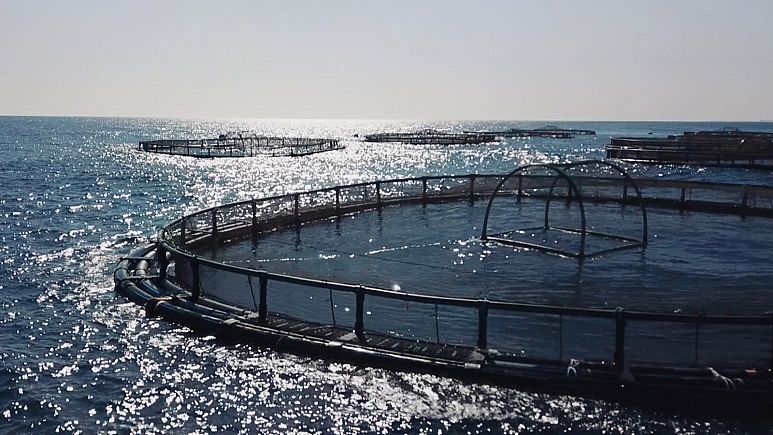 ¿Podría la piscicultura salvar los mares y alimentar a más población mundial? ¿Podría la piscicultura salvar los mares y alimentar a más población mundial?