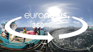 360 fokos videó - Óceáni aquakultúrák