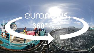 Vidéo 360° dans une ferme piscicole : " Les poissons sont plus heureux en pleine mer"