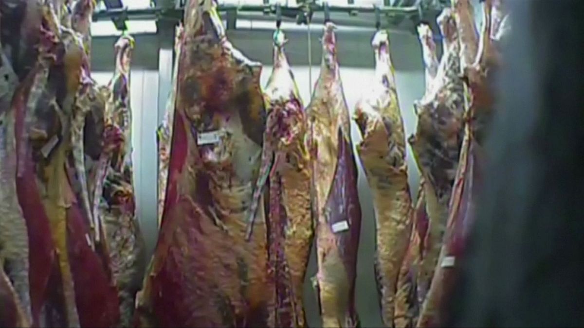 Poland sick cow slaughterhouse: meat from closed abattoir 'sold to ten EU countries'