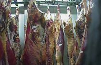Poland sick cow slaughterhouse: meat from closed abattoir 'sold to ten EU countries'