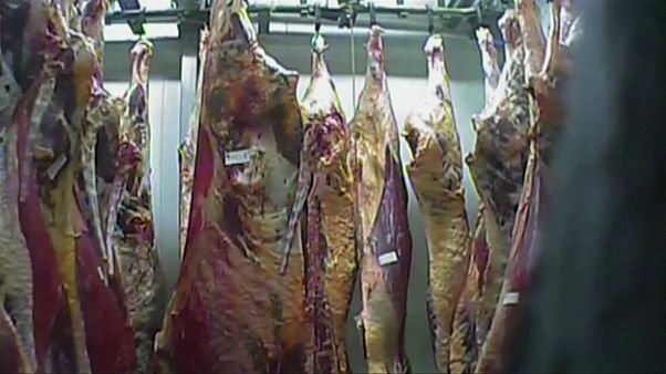Poland sick cow slaughterhouse: meat from closed abattoir 'sold to ten EU countries' Poland sick cow slaughterhouse: meat from closed abattoir 'sold to ten EU countries'
