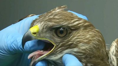 شاهد: مستشفى بيطري لعلاج الطيور البرية المصابة في بولندا