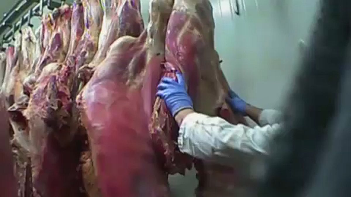 Beteg marhák húsát is exportálta Lengyelország