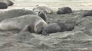California beach taken over by elephant seals and their 35 pups