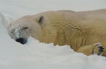 A polar bear at Moscow zoo in January 2019.