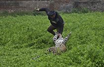 الفهد أثناء مهاجمته أحد القرويين