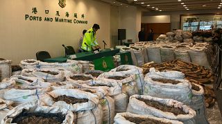 Hong Kong'da 8 milyon dolar değerinde pangolin ve fildişi yakalandı