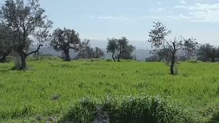 شاهد: "مزرعة أمُّ سليمان.".. ملتقى عشّاق الطبيعة المحاطة بالمستوطنات الإسرائيلية