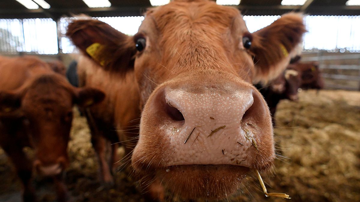 'Trash cows': Farm animals swallow metal and plastic waste