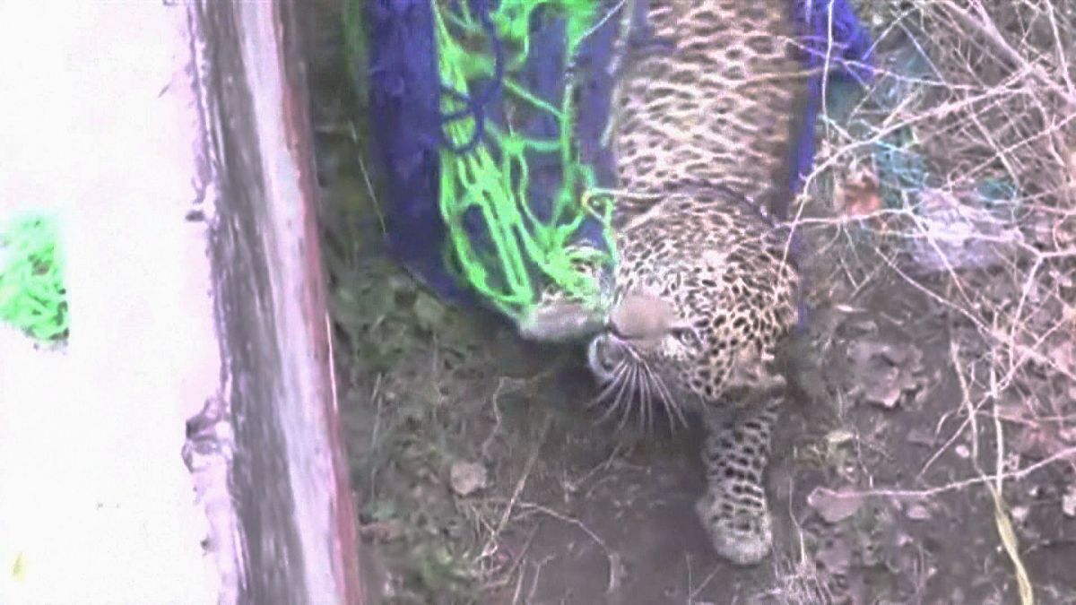 Leopard verursacht Panik in indischer Stadt