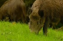 مخاوف من نقل ذكور الخنازير البرية البلجيكية فيروسا عبر الحدود مع فرنسا