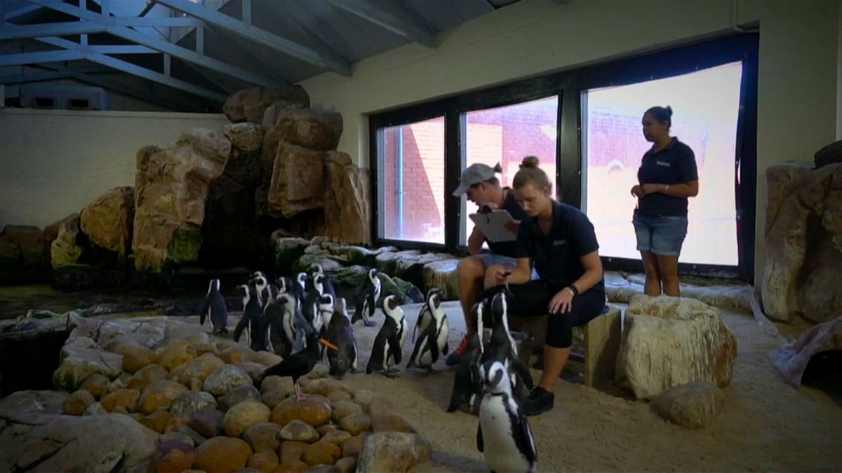 A penguin sperm bank has been set up in South Africa to tackle their severe decline in numbers