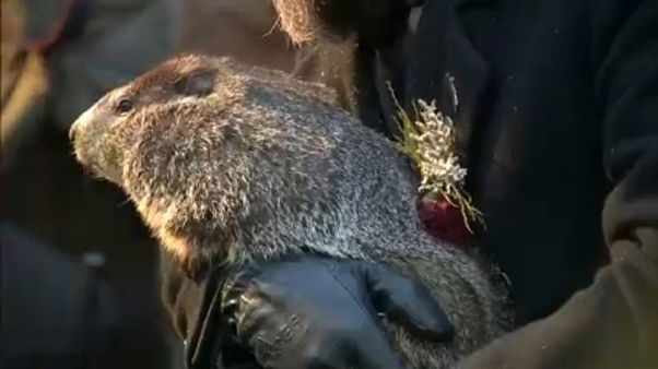 La marmota Phil pronostica una pronta primavera en EE:UU La marmota Phil pronostica una pronta primavera en EE:UU