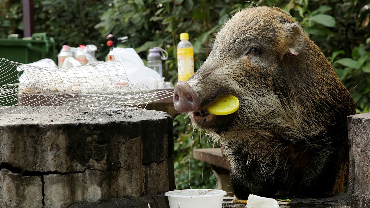 Wildschweine erobern Hongkong