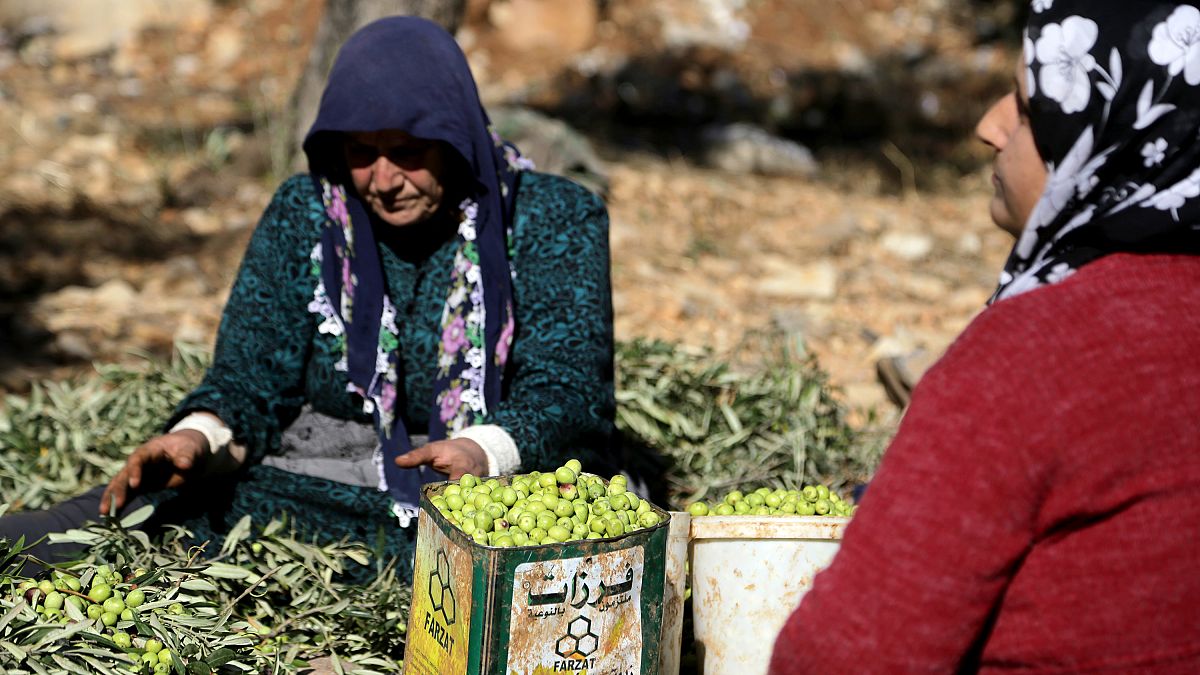 Afrin zeytini İsviçre Parlamentosu'nda: Türkiye kendi markasıyla satıyor, soruşturulsun