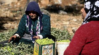 Afrin zeytini İsviçre Parlamentosu'nda: Türkiye kendi markasıyla satıyor, soruşturulsun