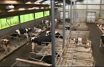 EU hilft irischen Bauern bei Chaos-Brexit