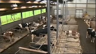 EU hilft irischen Bauern bei Chaos-Brexit