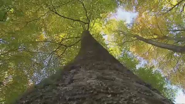 Brussels plans to plant a tree for every child born within the city Brussels plans to plant a tree for every child born within the city