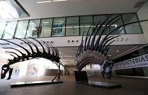 Γνωρίστε τον εντυπωσιακό Μπαχαδάσαυρο Σπινόσαυρο!