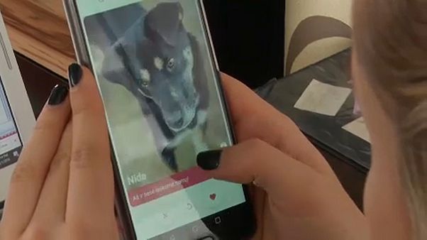 GetPet: Tinder, kutyáknak GetPet: Tinder, kutyáknak