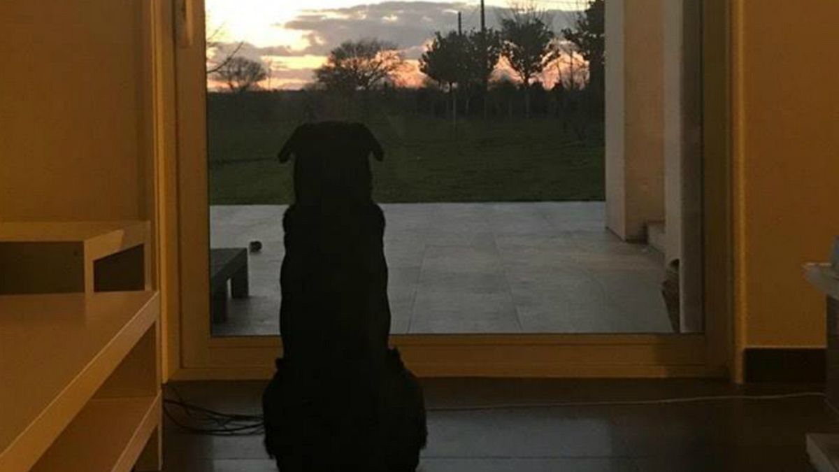 سگ امیلیانو سالا در چشم انتظار بازگشت صاحبش است