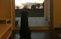 سگ امیلیانو سالا در چشم انتظار بازگشت صاحبش است