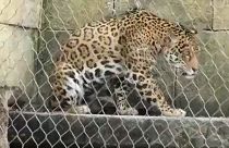 Új kifutót kapott a New Orleans-i állatkertben a fél éve megszökött jaguár