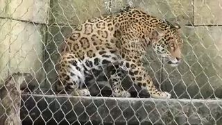 Új kifutót kapott a New Orleans-i állatkertben a fél éve megszökött jaguár