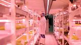 Uma "quinta" ecológica no subsolo de Londres