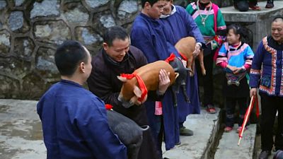 'Domuz Yılı'nı kutlayan Çinliler yavru domuzları yarıştırdı