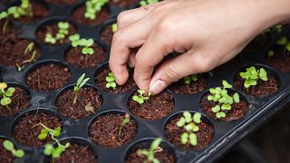 Sustainable farming under the streets of London