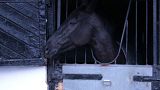 Surto de febre equina no Reino Unido